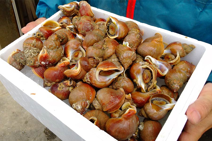 【洗って煮るだけ、茹でるだけ】限定販売イソツブ（約2kg）