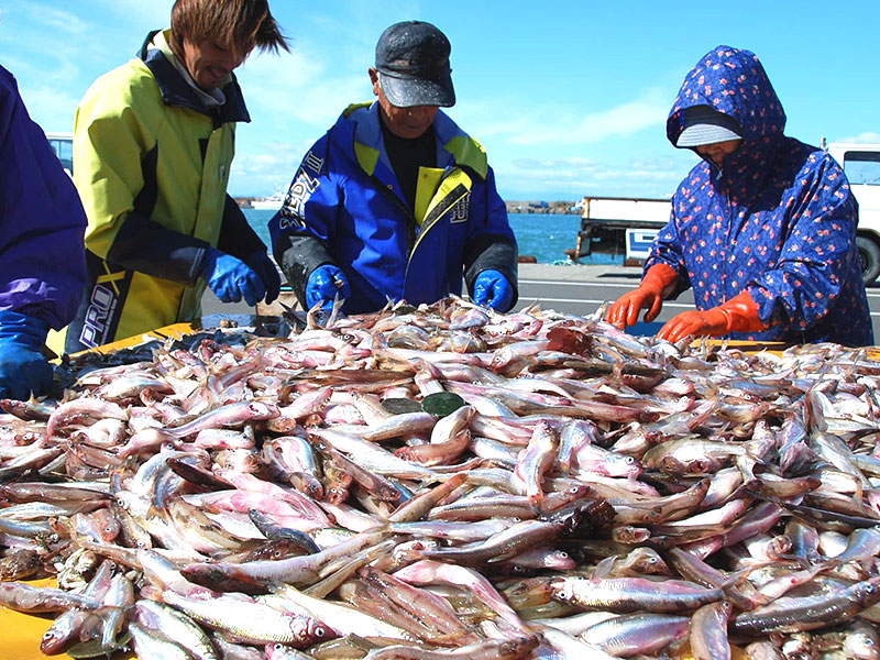 魚体の良いものを厳選し、町内の施設で加工したものを出荷