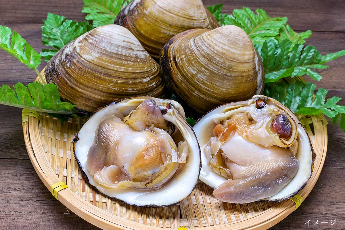 【2箱】活ホッキ貝3kg(1箱15個前後入り)
