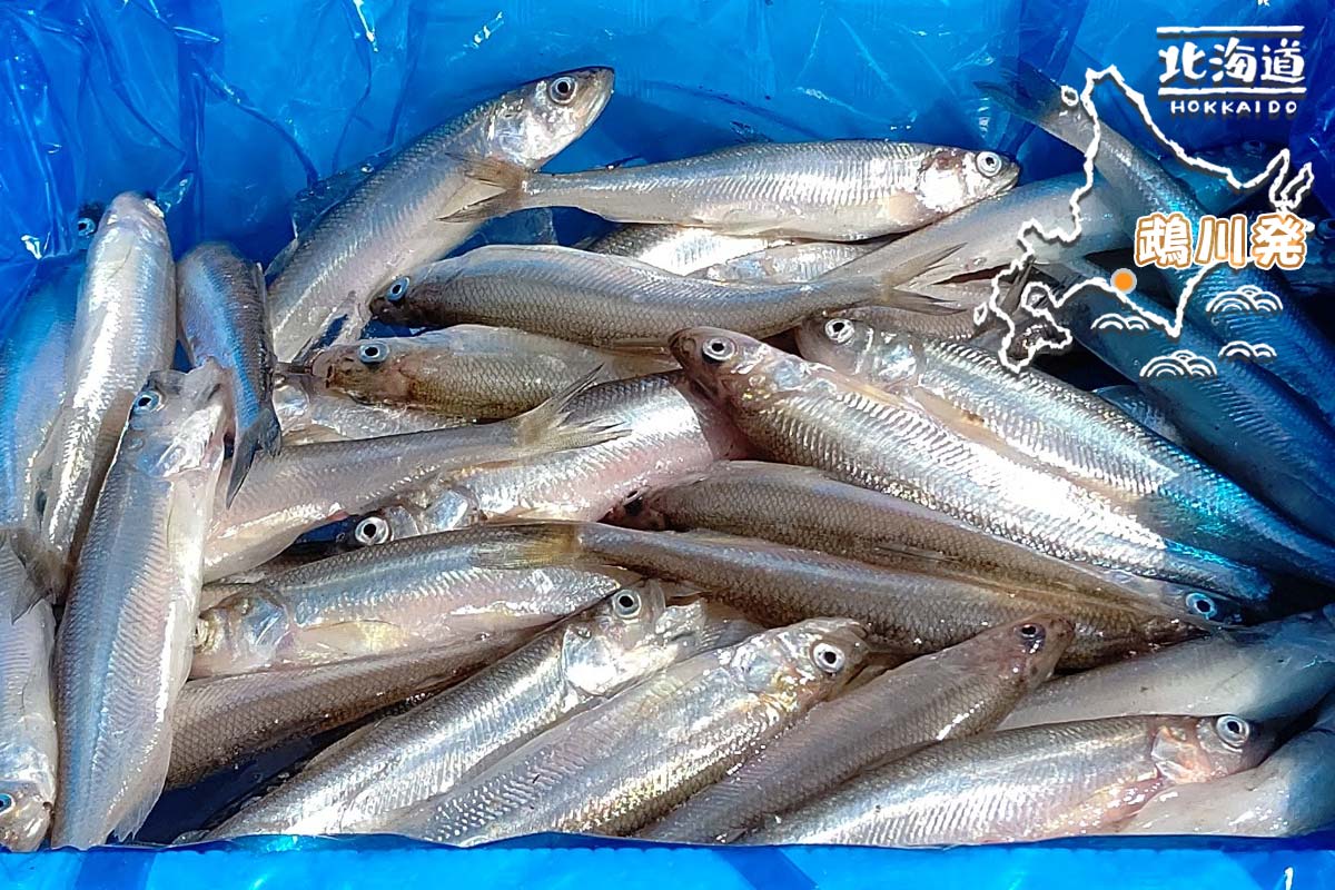 送料無料 むかわの生ししゃも 500g 約尾 オスメス混合 鵡川漁業協同組合