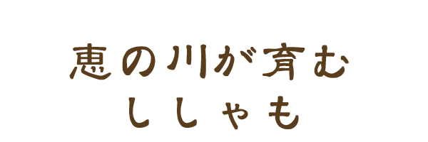 恵み川が育むししゃも